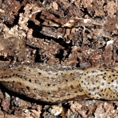 Limax maximus (Leopard Slug, Great Grey Slug) at Burwood Creek Nature Reserve - 8 Jan 2022 by JohnBundock