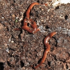 Anzoplana trilineata (A Flatworm) at Burwood Creek Nature Reserve - 8 Jan 2022 by JohnBundock