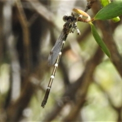 Austrolestes leda at Bigga, NSW - 8 Jan 2022