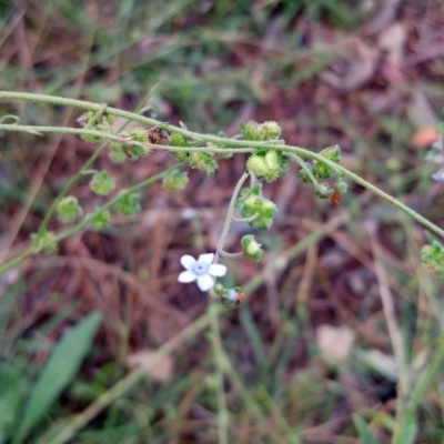 Cynoglossum australe (Australian Forget-me-not) at Hawker, ACT - 8 Jan 2022 by sangio7