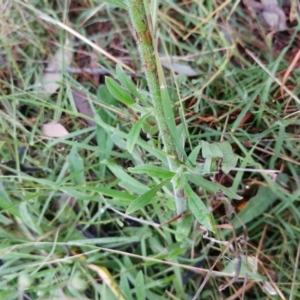 Cynoglossum australe at Hawker, ACT - 8 Jan 2022 10:29 AM