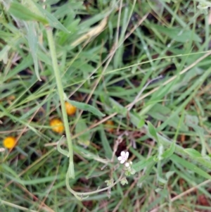 Cynoglossum australe at Hawker, ACT - 8 Jan 2022 10:29 AM