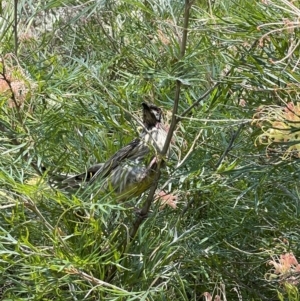 Anthochaera carunculata at Acton, ACT - 26 Dec 2021