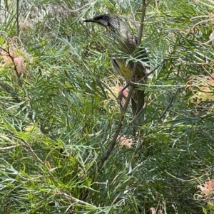 Anthochaera carunculata at Acton, ACT - 26 Dec 2021