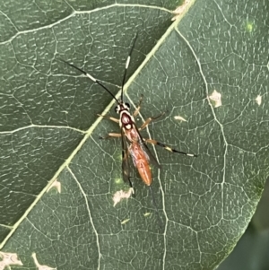 Ichneumonidae (family) at Kambah, ACT - 9 Jan 2022 01:36 PM