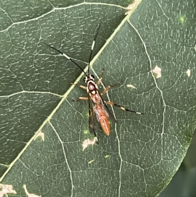 Ichneumonidae (family) (Unidentified ichneumon wasp) at Kambah, ACT - 9 Jan 2022 by Ozflyfisher