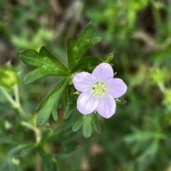 Geranium sp. Pleated sepals (D.E.Albrecht 4707) Vic. Herbarium (Naked Crane's-bill) at Googong, NSW - 9 Jan 2022 by Wandiyali