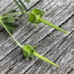 Geranium sp. Pleated sepals (D.E.Albrecht 4707) Vic. Herbarium at Googong, NSW - 9 Jan 2022 12:28 PM