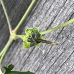 Geranium sp. Pleated sepals (D.E.Albrecht 4707) Vic. Herbarium at Googong, NSW - 9 Jan 2022 12:28 PM