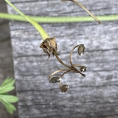 Geranium sp. Pleated sepals (D.E.Albrecht 4707) Vic. Herbarium at Googong, NSW - 9 Jan 2022