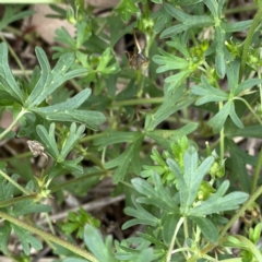 Geranium retrorsum at Googong, NSW - 9 Jan 2022