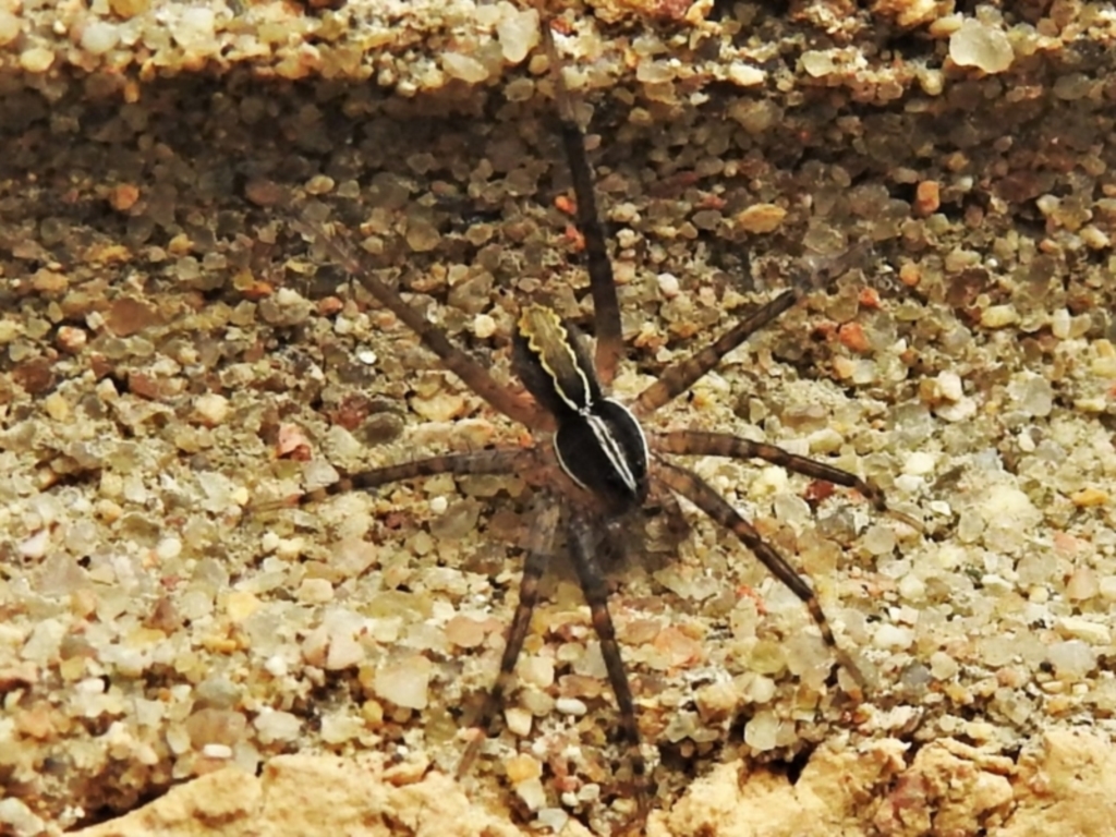 Tuxoctenus sp. (genus) at Wanniassa, ACT - 9 Jan 2022