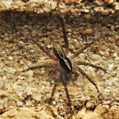 Tuxoctenus sp. (genus) (An aridlands ground spider) at Wanniassa, ACT - 9 Jan 2022 by JohnBundock