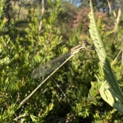 Austrolestes analis (Slender Ringtail) at Murrumbateman, NSW - 8 Jan 2022 by SimoneC