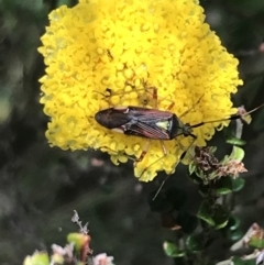 Pseudopantilius australis (Red and Green Mirid Bug) at Cotter River, ACT - 29 Dec 2021 by Tapirlord