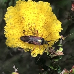 Pseudopantilius australis at Cotter River, ACT - 29 Dec 2021