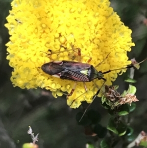 Pseudopantilius australis at Cotter River, ACT - 29 Dec 2021