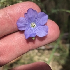 Linum marginale (Native Flax) at Namadgi National Park - 29 Dec 2021 by Tapirlord