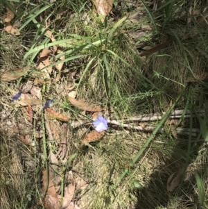 Linum marginale at Cotter River, ACT - 29 Dec 2021 12:59 PM