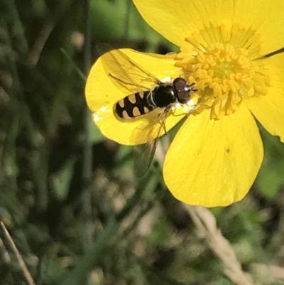 Melangyna viridiceps (Hover fly) at Namadgi National Park - 29 Dec 2021 by Tapirlord