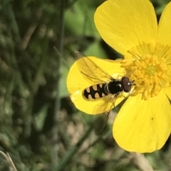 Melangyna viridiceps at Cotter River, ACT - 29 Dec 2021