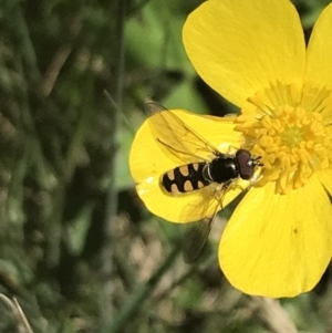 Melangyna viridiceps at Cotter River, ACT - 29 Dec 2021