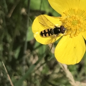 Melangyna viridiceps at Cotter River, ACT - 29 Dec 2021 01:00 PM