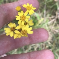 Senecio pinnatifolius var. alpinus at Namadgi National Park - 29 Dec 2021 by Tapirlord