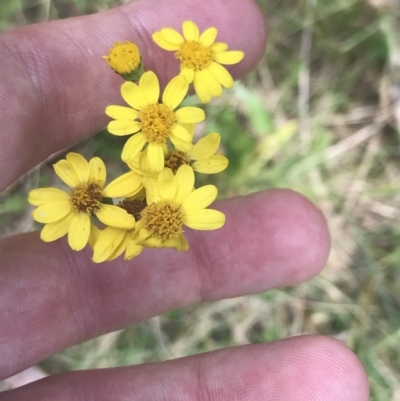 Senecio pinnatifolius var. alpinus at Namadgi National Park - 29 Dec 2021 by Tapirlord