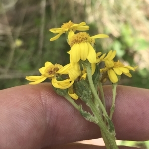 Senecio pinnatifolius var. alpinus at Cotter River, ACT - 29 Dec 2021 01:01 PM