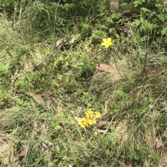 Senecio pinnatifolius var. alpinus at Cotter River, ACT - 29 Dec 2021 01:01 PM