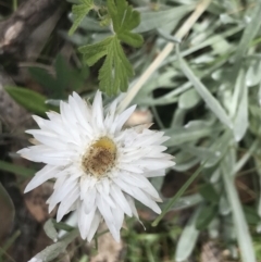 Leucochrysum alpinum (Alpine Sunray) at Cotter River, ACT - 29 Dec 2021 by Tapirlord