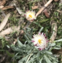 Leucochrysum alpinum at Cotter River, ACT - 29 Dec 2021