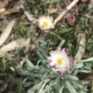 Leucochrysum alpinum at Cotter River, ACT - 29 Dec 2021