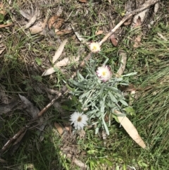 Leucochrysum alpinum at Cotter River, ACT - 29 Dec 2021