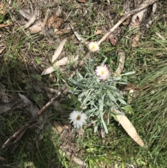 Leucochrysum alpinum at Cotter River, ACT - 29 Dec 2021 01:11 PM