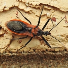 Gminatus australis (Orange assassin bug) at Wanniassa, ACT - 9 Jan 2022 by JohnBundock