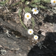 Rhodanthe anthemoides (Chamomile Sunray) at Bimberi Nature Reserve - 29 Dec 2021 by Tapirlord