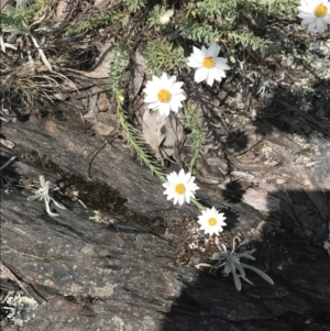 Rhodanthe anthemoides at Brindabella, NSW - 29 Dec 2021 01:14 PM