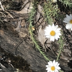 Rhodanthe anthemoides at Brindabella, NSW - 29 Dec 2021 01:14 PM