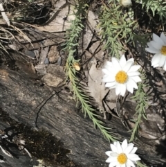 Rhodanthe anthemoides at Brindabella, NSW - 29 Dec 2021