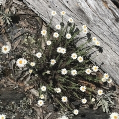 Rhodanthe anthemoides at Brindabella, NSW - 29 Dec 2021