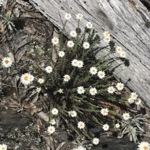 Rhodanthe anthemoides at Brindabella, NSW - 29 Dec 2021 01:14 PM