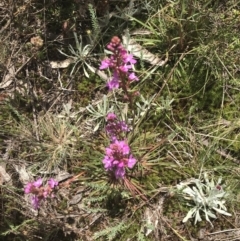 Stylidium montanum (alpine triggerplant) at Cotter River, ACT - 29 Dec 2021 by Tapirlord