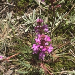 Stylidium montanum at Cotter River, ACT - 29 Dec 2021 01:14 PM