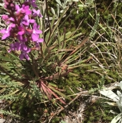 Stylidium montanum at Cotter River, ACT - 29 Dec 2021 01:14 PM