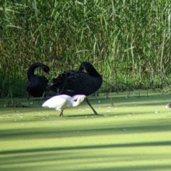 Platalea regia (Royal Spoonbill) at Wonga Wetlands - 8 Jan 2022 by Darcy