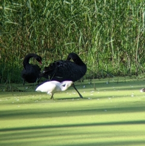 Platalea regia at Splitters Creek, NSW - 9 Jan 2022 08:52 AM