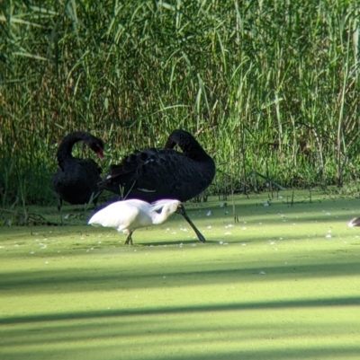 Platalea regia (Royal Spoonbill) at Wonga Wetlands - 8 Jan 2022 by Darcy