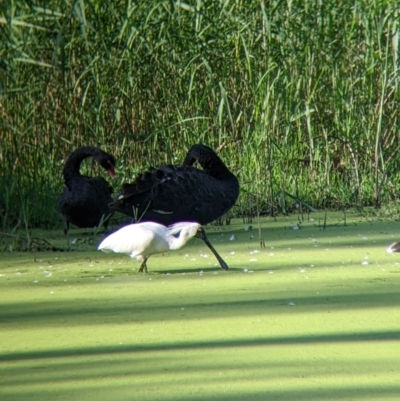 Platalea regia (Royal Spoonbill) at Splitters Creek, NSW - 8 Jan 2022 by Darcy